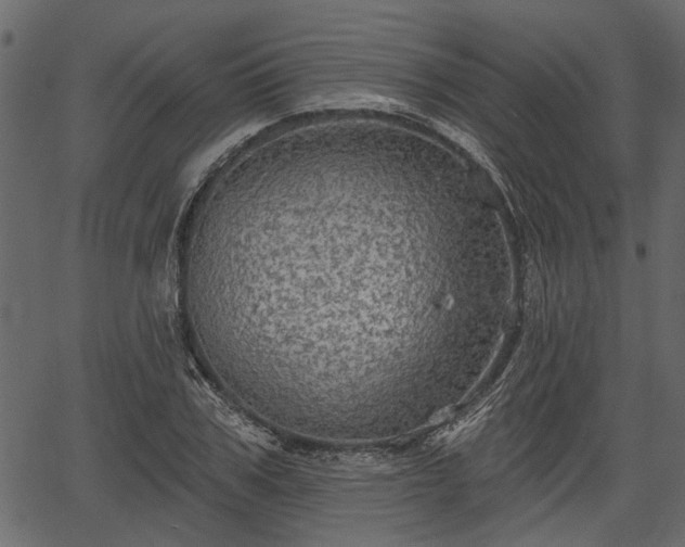 X0000066930979200603311347