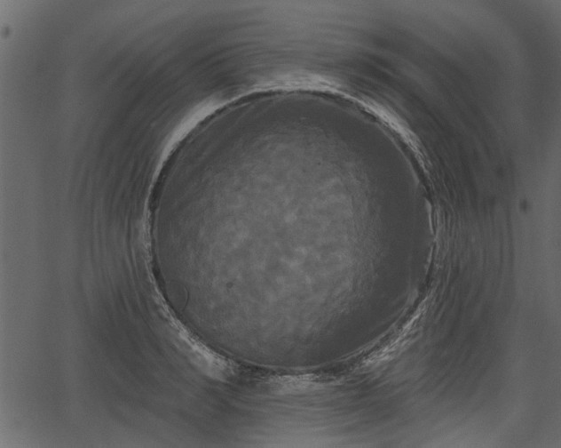 X0000066930990200603311347