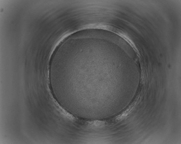 X0000066930992200603311347