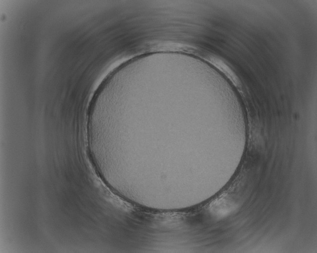 X0000066931000200603311347