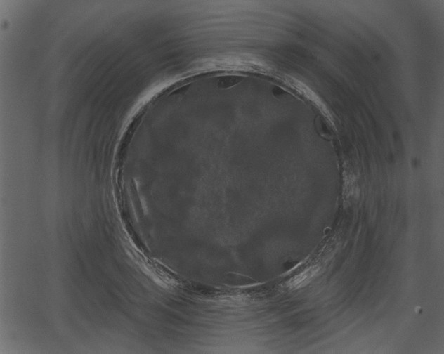 X0000066931035200603311347