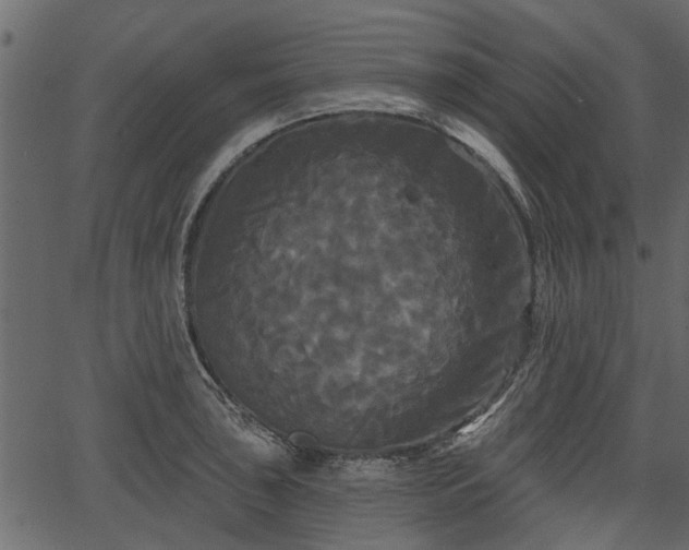 X0000066931043200603311347