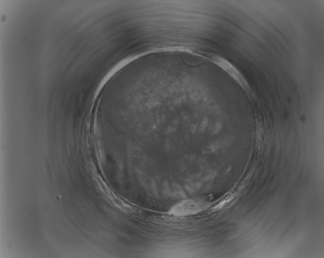 X0000066931052200603311347