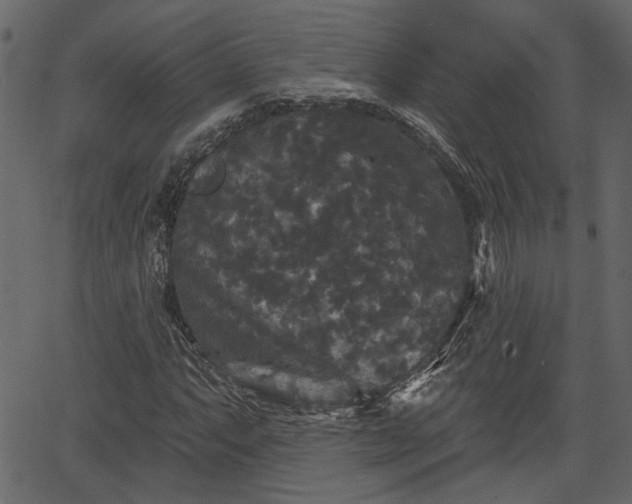 X0000066931063200603311346