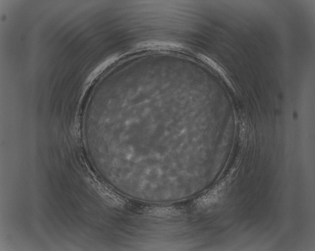 X0000066931074200603311346