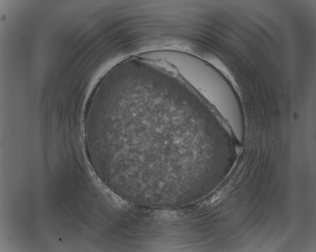 X0000066931088200603311346