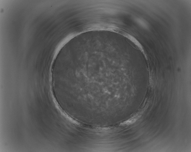 X0000066931096200603311346