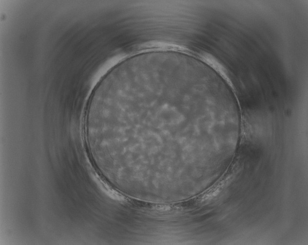 X0000066931098200603311346