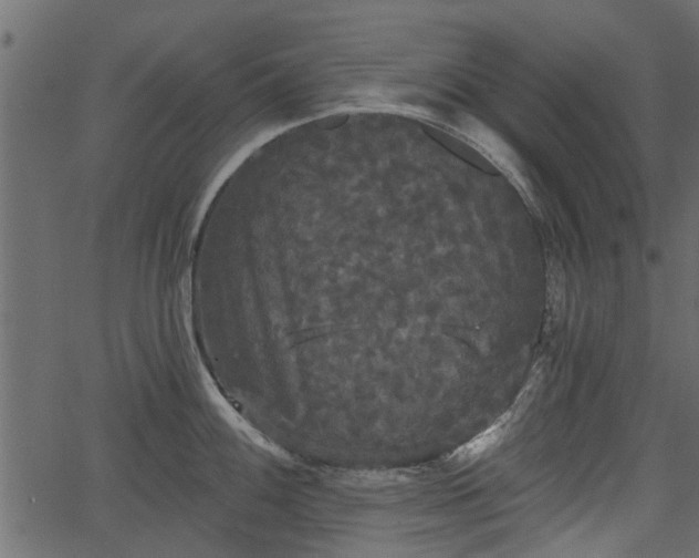 X0000066931100200603311346