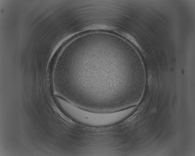 X0000066931116200603311345