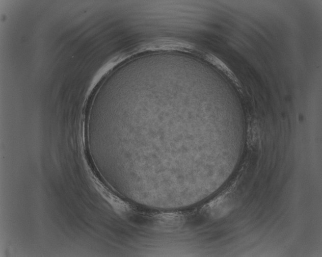 X0000066931130200603311345