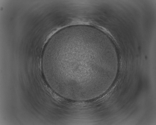 X0000066931220200603311343