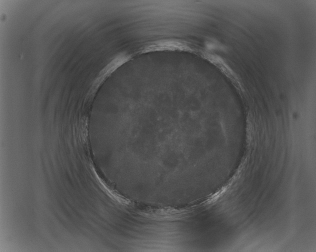 X0000066931233200603311344