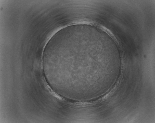 X0000066931236200603311344