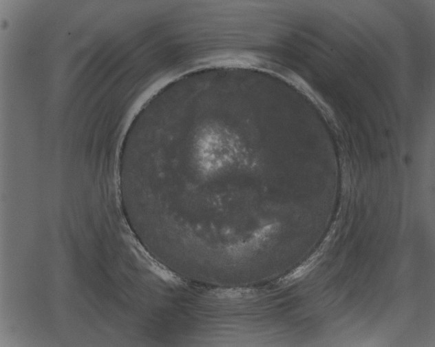 X0000066931240200603311344