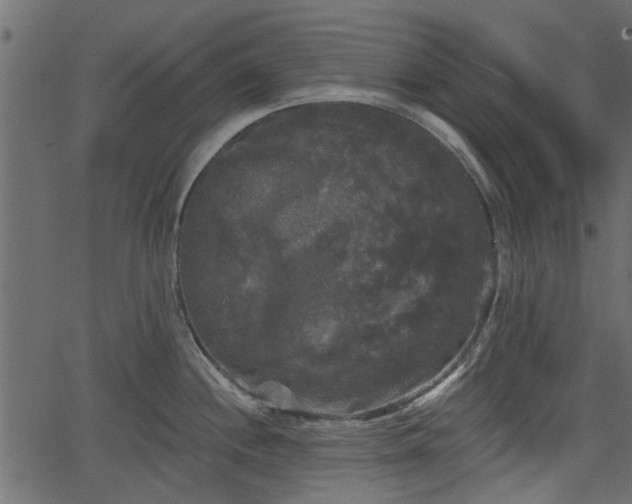 X0000066931244200603311344