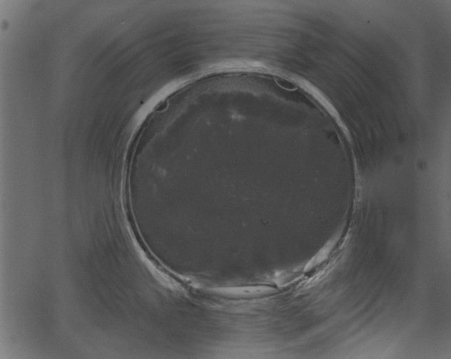 X0000066931245200603311344