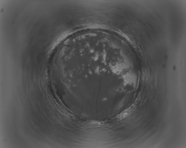 X0000066931263200603311343