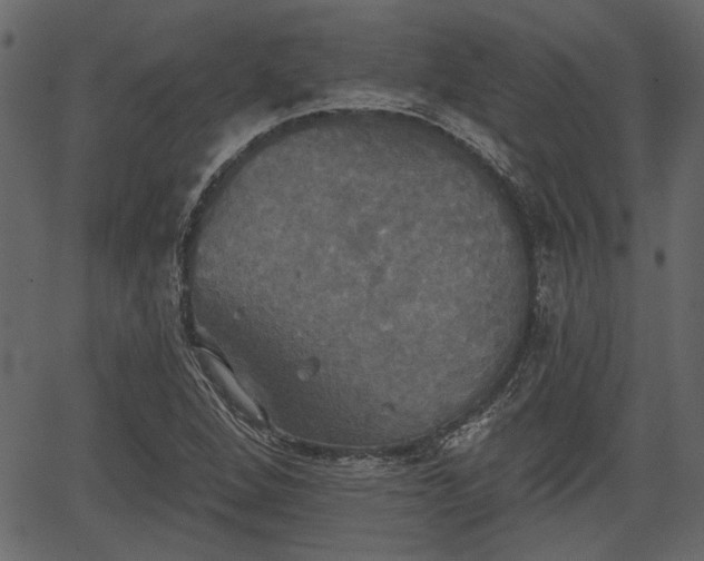 X0000066931264200603311343