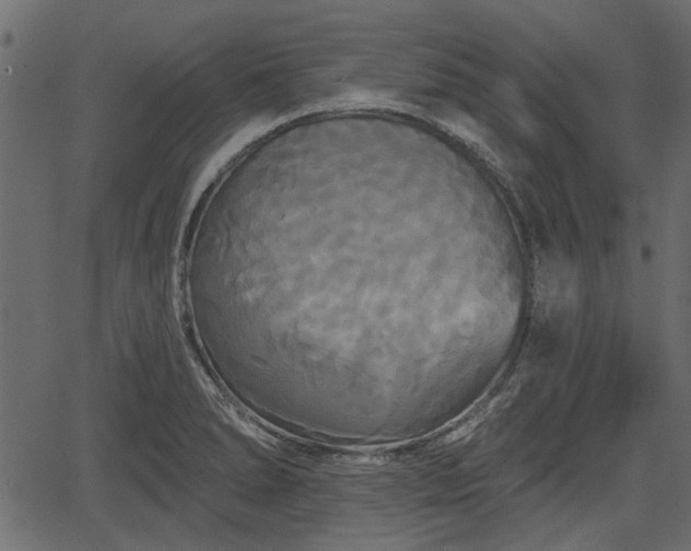 X0000066931278200603311343