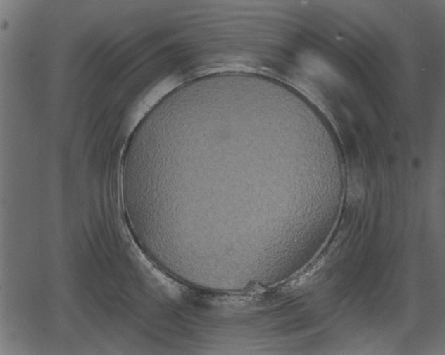 X0000066931290200603311342