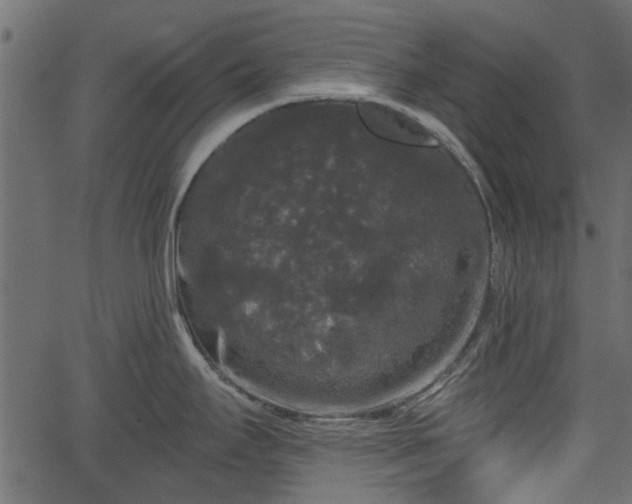 X0000066931295200603311342