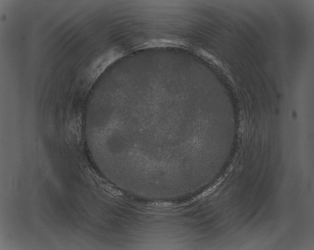 X0000066931313200603311342