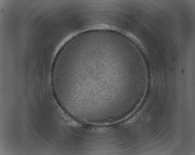 X0000066931326200603311342