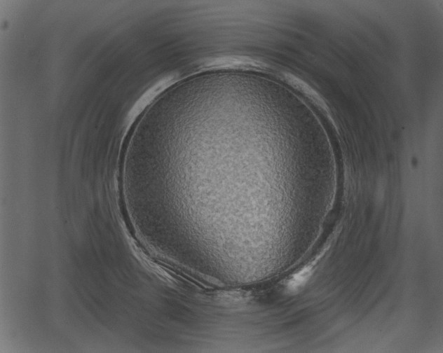 X0000066931330200603311342