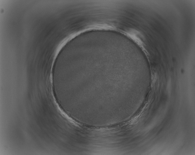 X0000066931335200603311342