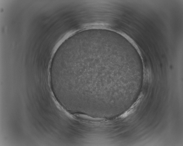 X0000066931341200603311342