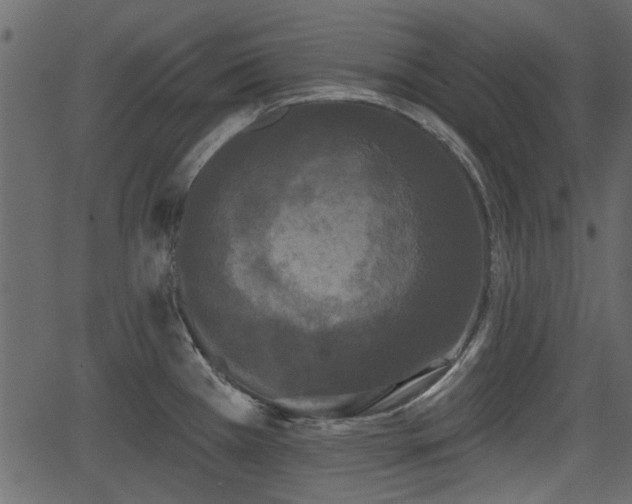 X0000066931385200603311341