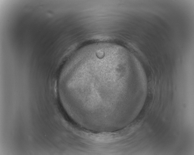 X0000066930024200604071858