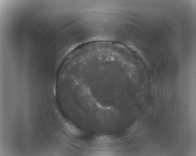 X0000066930062200604071857