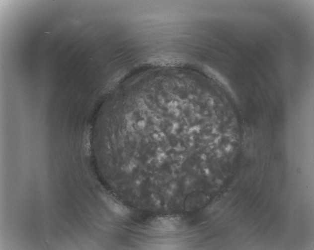 X0000066930065200604071857