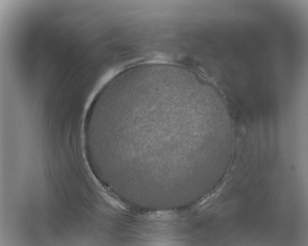 X0000066930102200604071857