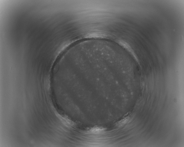 X0000066930204200604071855