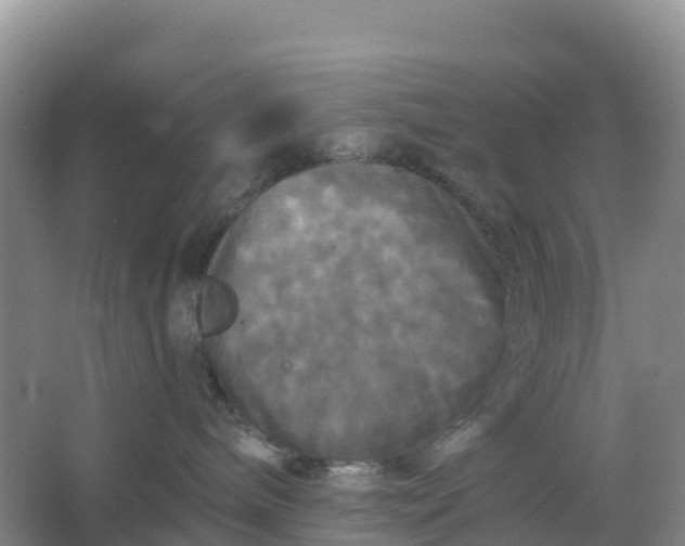 X0000066930240200604071854