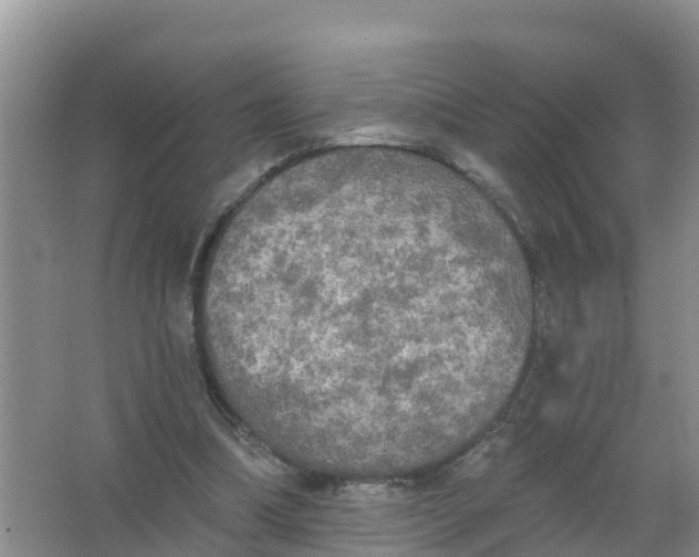 X0000066930298200604071853