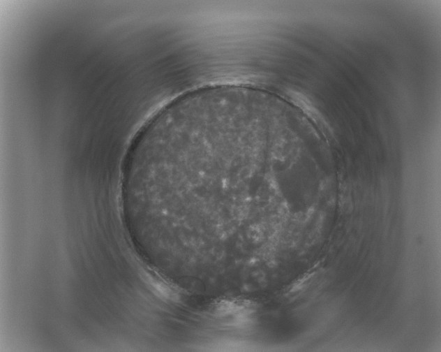 X0000066930346200604071852