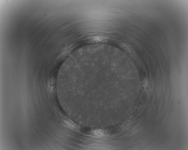 X0000066930423200604071851