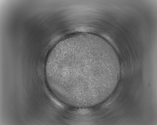 X0000066930445200604071850