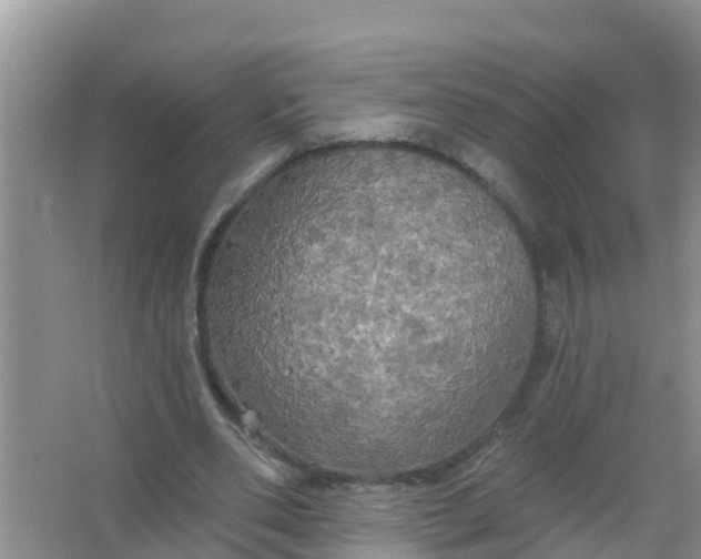 X0000066930486200604071850