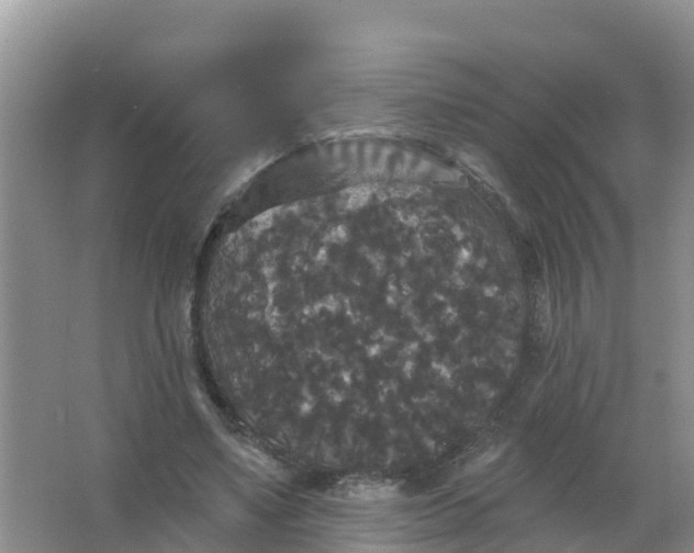 X0000066930491200604071850