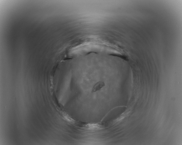 X0000066930528200604071849