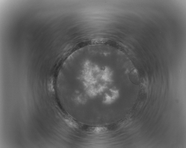 X0000066930663200604071848