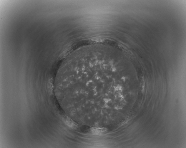 X0000066930707200604071846