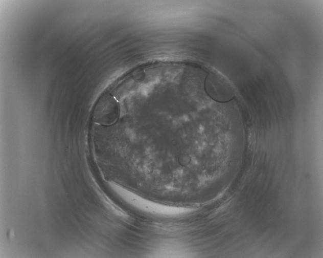 X0000066930725200604071845