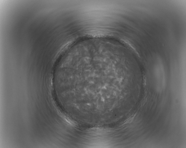 X0000066930733200604071846