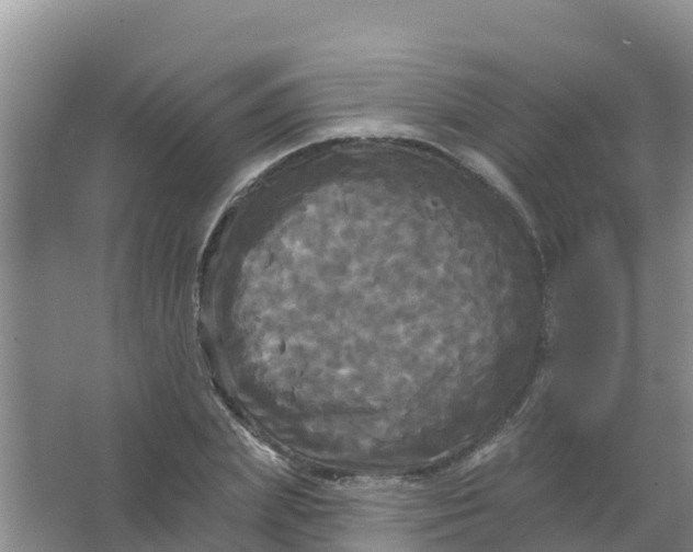 X0000066930831200604071844